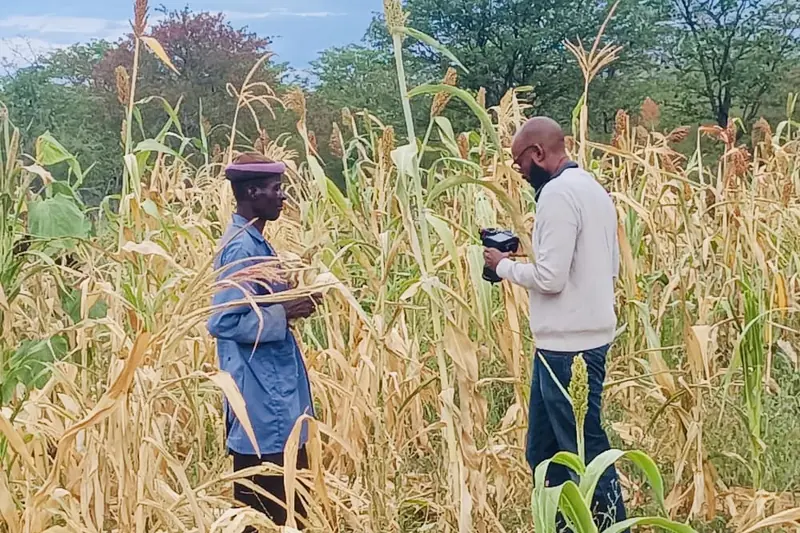 A field interview being recorded among tall maize stalks
